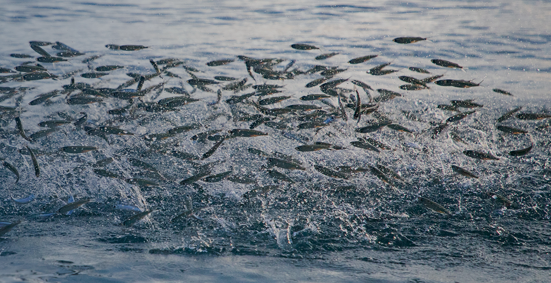 How The Aquaculture Boom Is Driving Feed Machinery Investment